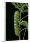 Rothschildia Jacobaeae (Silkmoth, Saturniid Moth) - Caterpillar-Paul Starosta-Framed Photographic Print