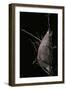 Rothschildia Jacobaeae (Silkmoth, Saturniid Moth) - Cocoon-Paul Starosta-Framed Photographic Print