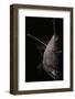 Rothschildia Jacobaeae (Silkmoth, Saturniid Moth) - Cocoon-Paul Starosta-Framed Photographic Print