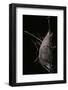 Rothschildia Jacobaeae (Silkmoth, Saturniid Moth) - Cocoon-Paul Starosta-Framed Photographic Print