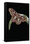 Rothschildia Jacobaeae (Silkmoth, Saturniid Moth)-Paul Starosta-Framed Stretched Canvas