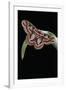 Rothschildia Jacobaeae (Silkmoth, Saturniid Moth)-Paul Starosta-Framed Photographic Print