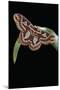 Rothschildia Jacobaeae (Silkmoth, Saturniid Moth)-Paul Starosta-Mounted Photographic Print