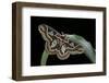 Rothschildia Jacobaeae (Silkmoth, Saturniid Moth)-Paul Starosta-Framed Photographic Print