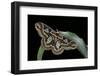 Rothschildia Jacobaeae (Silkmoth, Saturniid Moth)-Paul Starosta-Framed Photographic Print