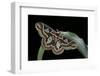 Rothschildia Jacobaeae (Silkmoth, Saturniid Moth)-Paul Starosta-Framed Photographic Print
