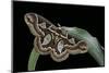 Rothschildia Jacobaeae (Silkmoth, Saturniid Moth)-Paul Starosta-Mounted Photographic Print