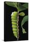 Rothschildia Lebeau (Lebeau's Rothschildia) - Caterpillar-Paul Starosta-Framed Stretched Canvas