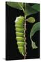 Rothschildia Lebeau (Lebeau's Rothschildia) - Caterpillar-Paul Starosta-Stretched Canvas