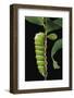 Rothschildia Lebeau (Lebeau's Rothschildia) - Caterpillar-Paul Starosta-Framed Photographic Print