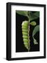 Rothschildia Lebeau (Lebeau's Rothschildia) - Caterpillar-Paul Starosta-Framed Photographic Print