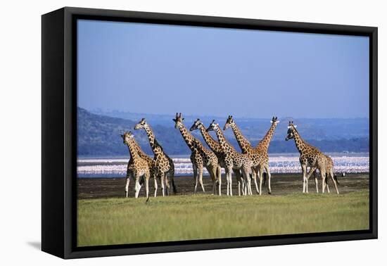 Rothschildos Giraffe Group by Lake Flamingos-null-Framed Stretched Canvas