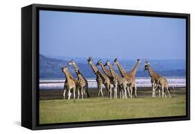 Rothschildos Giraffe Group by Lake Flamingos-null-Framed Stretched Canvas