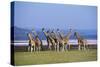 Rothschildos Giraffe Group by Lake Flamingos-null-Stretched Canvas