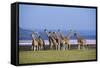 Rothschildos Giraffe Group by Lake Flamingos-null-Framed Stretched Canvas