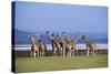 Rothschildos Giraffe Group by Lake Flamingos-null-Stretched Canvas