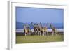 Rothschildos Giraffe Group by Lake Flamingos-null-Framed Photographic Print