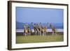 Rothschildos Giraffe Group by Lake Flamingos-null-Framed Photographic Print