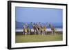 Rothschildos Giraffe Group by Lake Flamingos-null-Framed Photographic Print