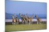 Rothschildos Giraffe Group by Lake Flamingos-null-Mounted Photographic Print