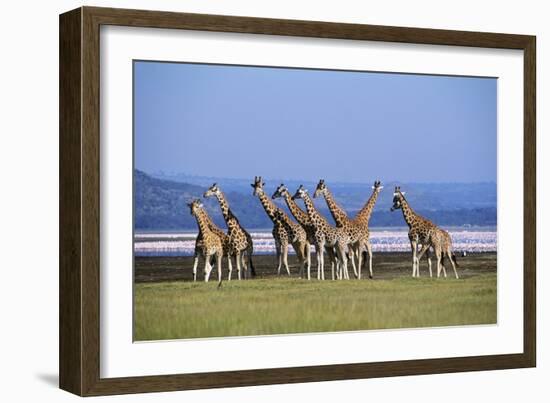 Rothschildos Giraffe Group by Lake Flamingos-null-Framed Photographic Print