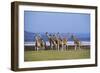 Rothschildos Giraffe Group by Lake Flamingos-null-Framed Photographic Print