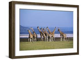 Rothschildos Giraffe Group by Lake Flamingos-null-Framed Photographic Print