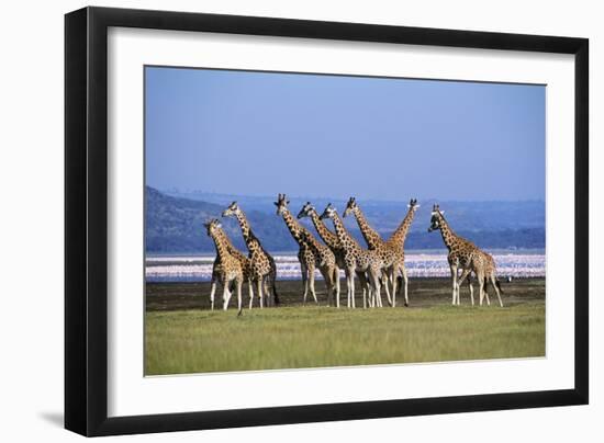 Rothschildos Giraffe Group by Lake Flamingos-null-Framed Photographic Print