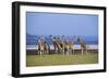 Rothschildos Giraffe Group by Lake Flamingos-null-Framed Photographic Print