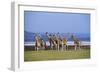 Rothschildos Giraffe Group by Lake Flamingos-null-Framed Photographic Print