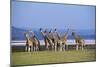 Rothschildos Giraffe Group by Lake Flamingos-null-Mounted Photographic Print