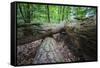 Rotted Trees in Deciduous Forest, Triebtal, Vogtland, Saxony, Germany-Falk Hermann-Framed Stretched Canvas