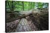 Rotted Trees in Deciduous Forest, Triebtal, Vogtland, Saxony, Germany-Falk Hermann-Stretched Canvas