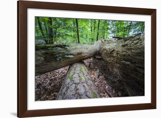 Rotted Trees in Deciduous Forest, Triebtal, Vogtland, Saxony, Germany-Falk Hermann-Framed Photographic Print