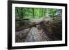 Rotted Trees in Deciduous Forest, Triebtal, Vogtland, Saxony, Germany-Falk Hermann-Framed Photographic Print