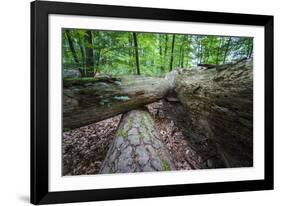 Rotted Trees in Deciduous Forest, Triebtal, Vogtland, Saxony, Germany-Falk Hermann-Framed Photographic Print