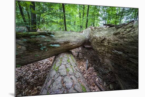 Rotted Trees in Deciduous Forest, Triebtal, Vogtland, Saxony, Germany-Falk Hermann-Mounted Photographic Print