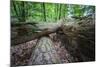 Rotted Trees in Deciduous Forest, Triebtal, Vogtland, Saxony, Germany-Falk Hermann-Mounted Photographic Print