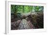 Rotted Trees in Deciduous Forest, Triebtal, Vogtland, Saxony, Germany-Falk Hermann-Framed Photographic Print