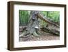 Rotted Trees in Deciduous Forest, Triebtal, Vogtland, Saxony, Germany-Falk Hermann-Framed Photographic Print