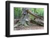 Rotted Trees in Deciduous Forest, Triebtal, Vogtland, Saxony, Germany-Falk Hermann-Framed Photographic Print