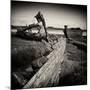 Rotting Boats on Mud Flats-Craig Roberts-Mounted Photographic Print