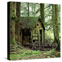 Rotting Wooden Shed Covered in Moss, Washington State, Usa-Mark Taylor-Stretched Canvas