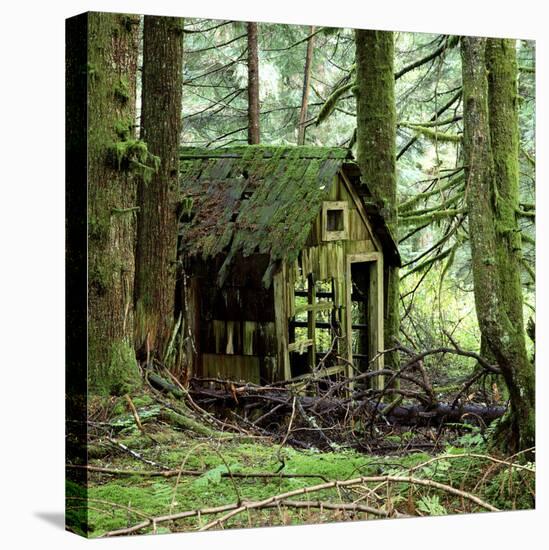Rotting Wooden Shed Covered in Moss, Washington State, Usa-Mark Taylor-Stretched Canvas