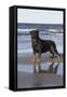 Rottweiler at Ocean's Edge on a Long Island Sound Beach, Madison, Connecticut, USA-Lynn M^ Stone-Framed Stretched Canvas