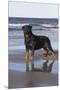 Rottweiler at Ocean's Edge on a Long Island Sound Beach, Madison, Connecticut, USA-Lynn M^ Stone-Mounted Premium Photographic Print