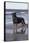 Rottweiler at Ocean's Edge on a Long Island Sound Beach, Madison, Connecticut, USA-Lynn M^ Stone-Framed Stretched Canvas