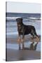 Rottweiler at Ocean's Edge on a Long Island Sound Beach, Madison, Connecticut, USA-Lynn M^ Stone-Stretched Canvas