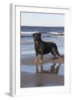 Rottweiler at Ocean's Edge on a Long Island Sound Beach, Madison, Connecticut, USA-Lynn M^ Stone-Framed Photographic Print