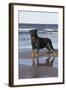 Rottweiler at Ocean's Edge on a Long Island Sound Beach, Madison, Connecticut, USA-Lynn M^ Stone-Framed Photographic Print